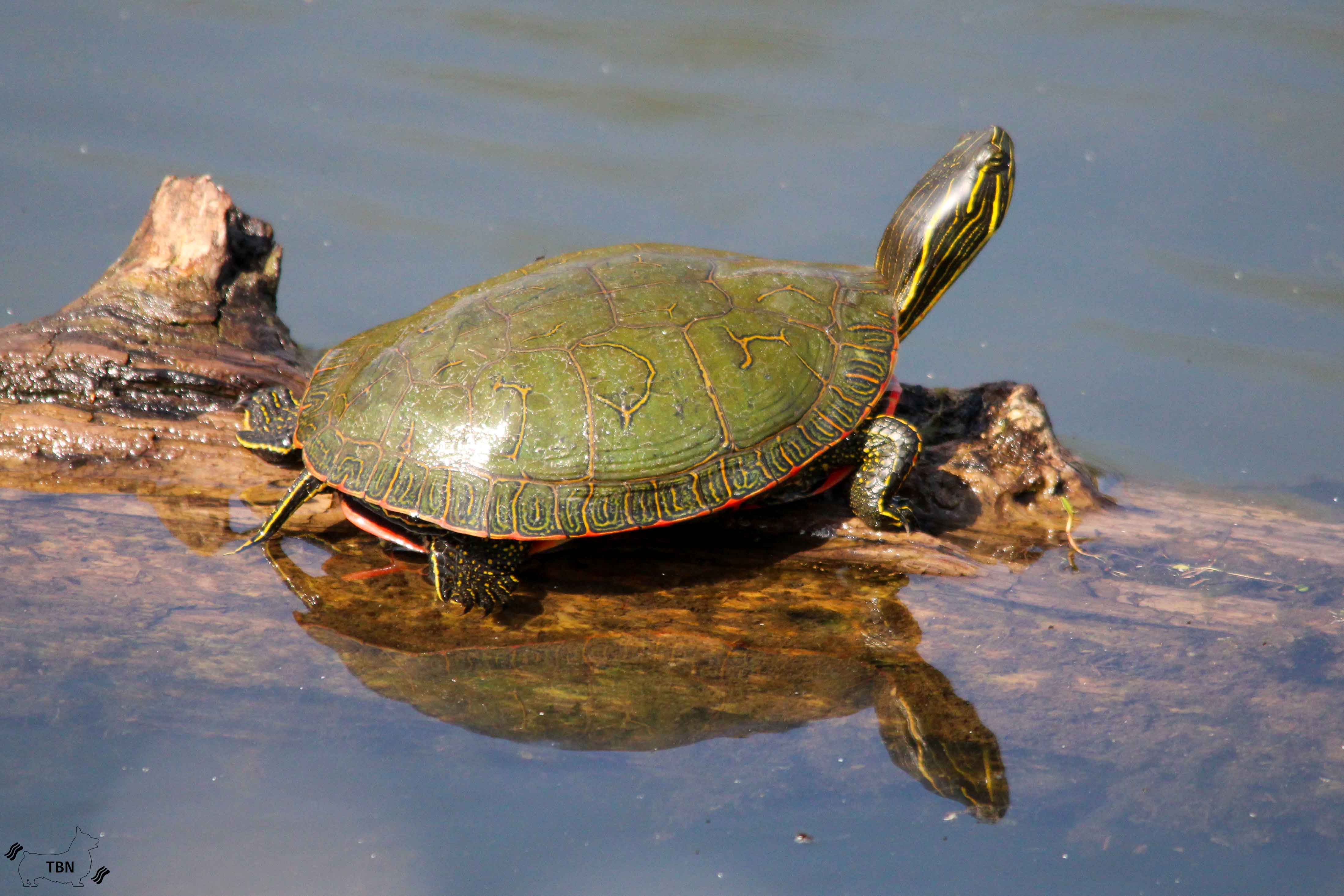 Painted Turtle